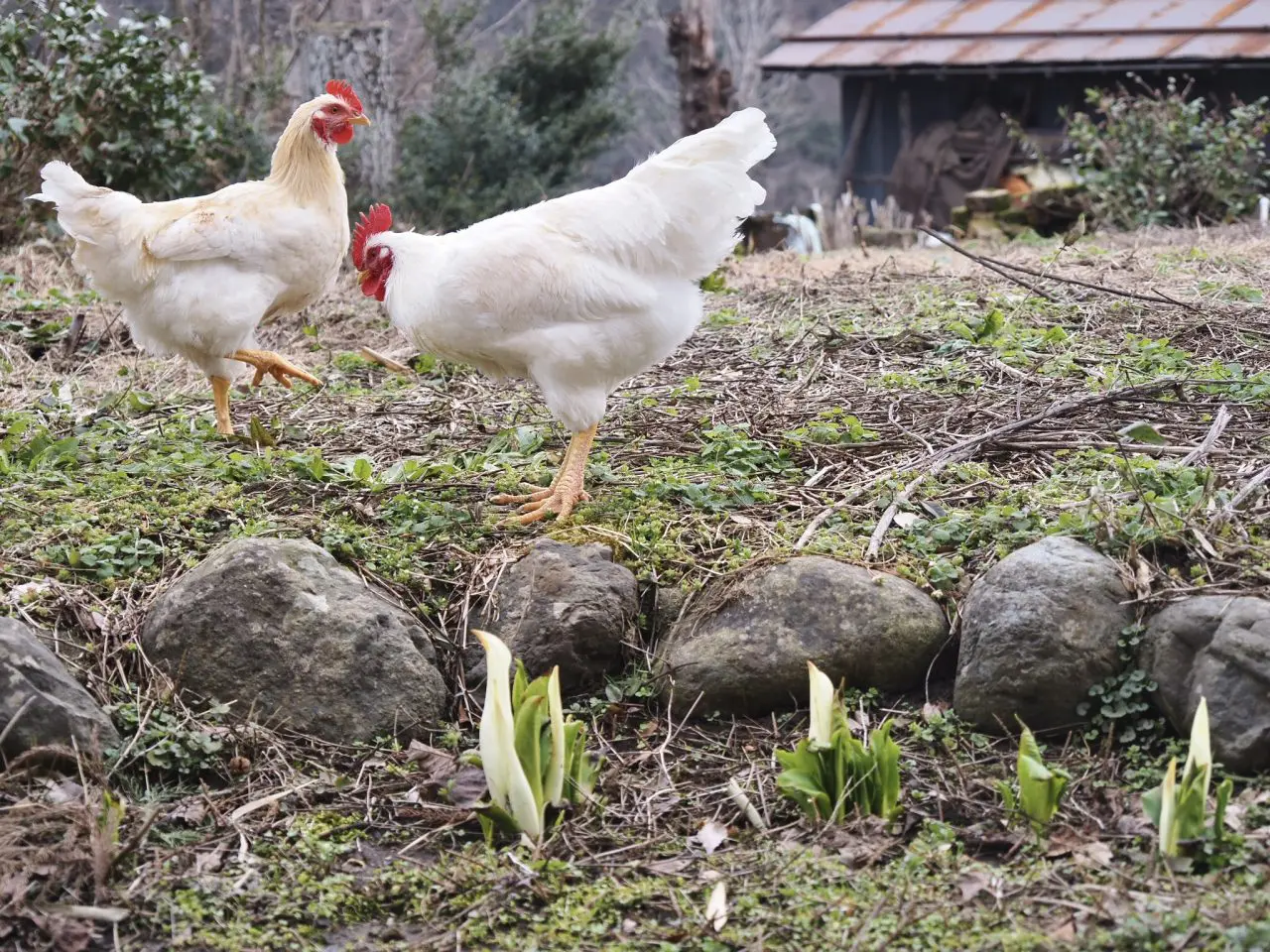 鶏を絞めていただきました。 - 登山ガイドWaka