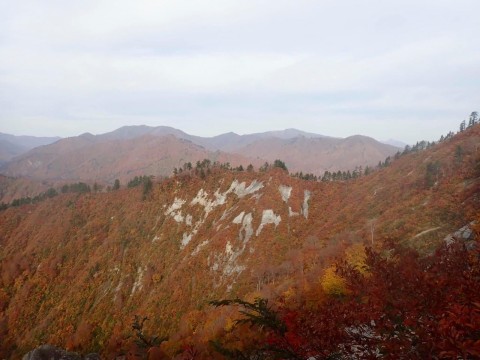 2019/9 白石沢左岸尾根より 色づいた未丈ヶ岳が奥に見える